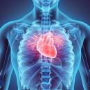 February is  marked as 'Heart Month' - a time to bring attention to the importance of cardiovascular health, and what we can to reduce our risk of cardiovascular disease.