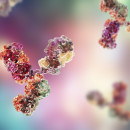 Molecular model of antibody taking part in immune defense
