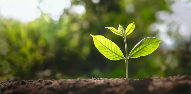 small tree growing with sunshine in garden.
