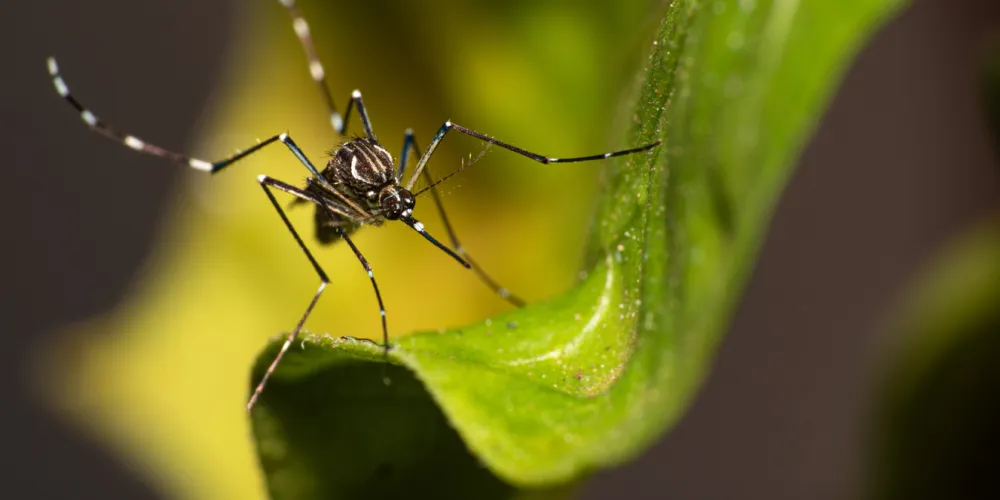 Close-up of the Aedes aegypti mosquito on a leaf